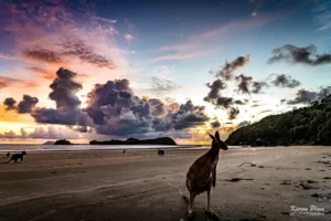 kangaroo on the beach at Cape Hillsborough