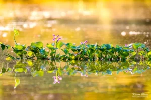 Water flowers on Balnagowan Creek